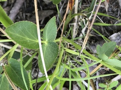 Thaspium trifoliatum trifoliatum