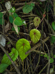 Begonia tropaeolifolia