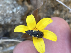 Acmaeodera flavosticta