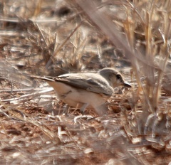 Oenanthe isabellina