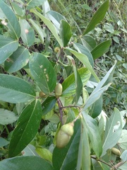 Lagerstroemia parviflora