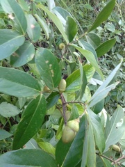 Lagerstroemia parviflora