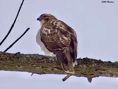 Buteo jamaicensis