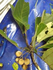 Terminalia bellirica