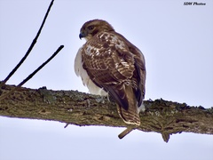 Buteo jamaicensis