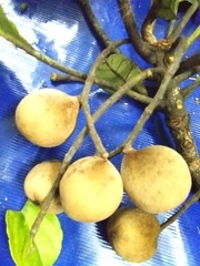 Terminalia bellirica