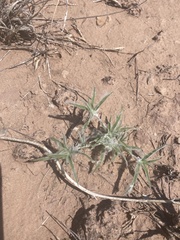 Scleropogoninae