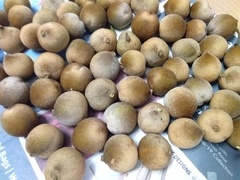 Terminalia bellirica