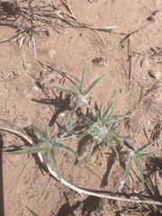 Scleropogoninae