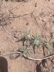 Scleropogoninae