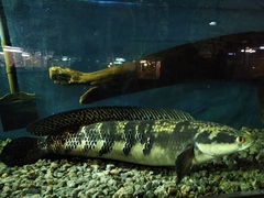 Channa marulioides