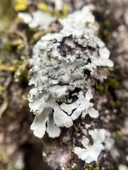 Physconia leucoleiptes