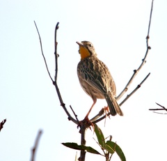 Macronyx aurantiigula