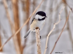 Poecile atricapillus