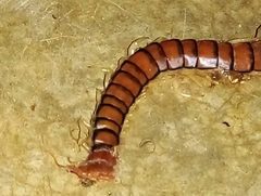 Scolopendra morsitans