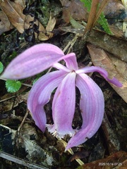 Pleione