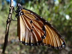 Danaus chrysippus dorippus