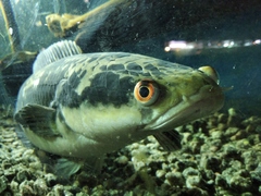 Channa marulioides