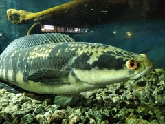 Channa marulioides