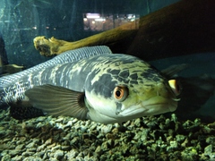 Channa marulioides