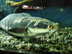 Channa marulioides