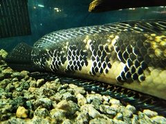 Channa marulioides