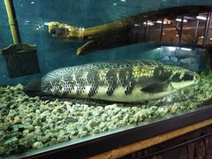 Channa marulioides