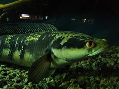 Channa marulioides