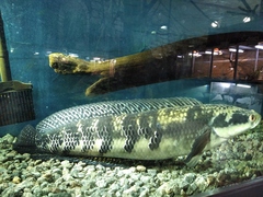 Channa marulioides