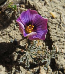 Oxalis laciniata