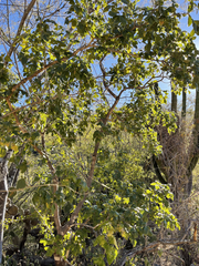 Rhus tepetate