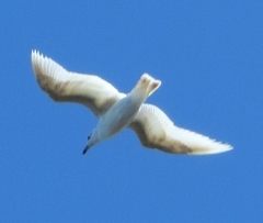 Larus dominicanus