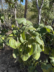 Rhus tepetate
