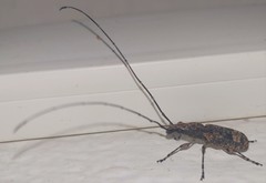 Decataphanes pictus