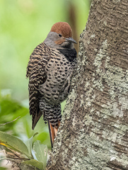 Colaptes auratus mexicanoides