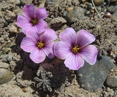 Oxalis laciniata