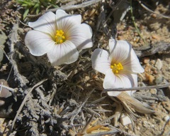 Oxalis laciniata