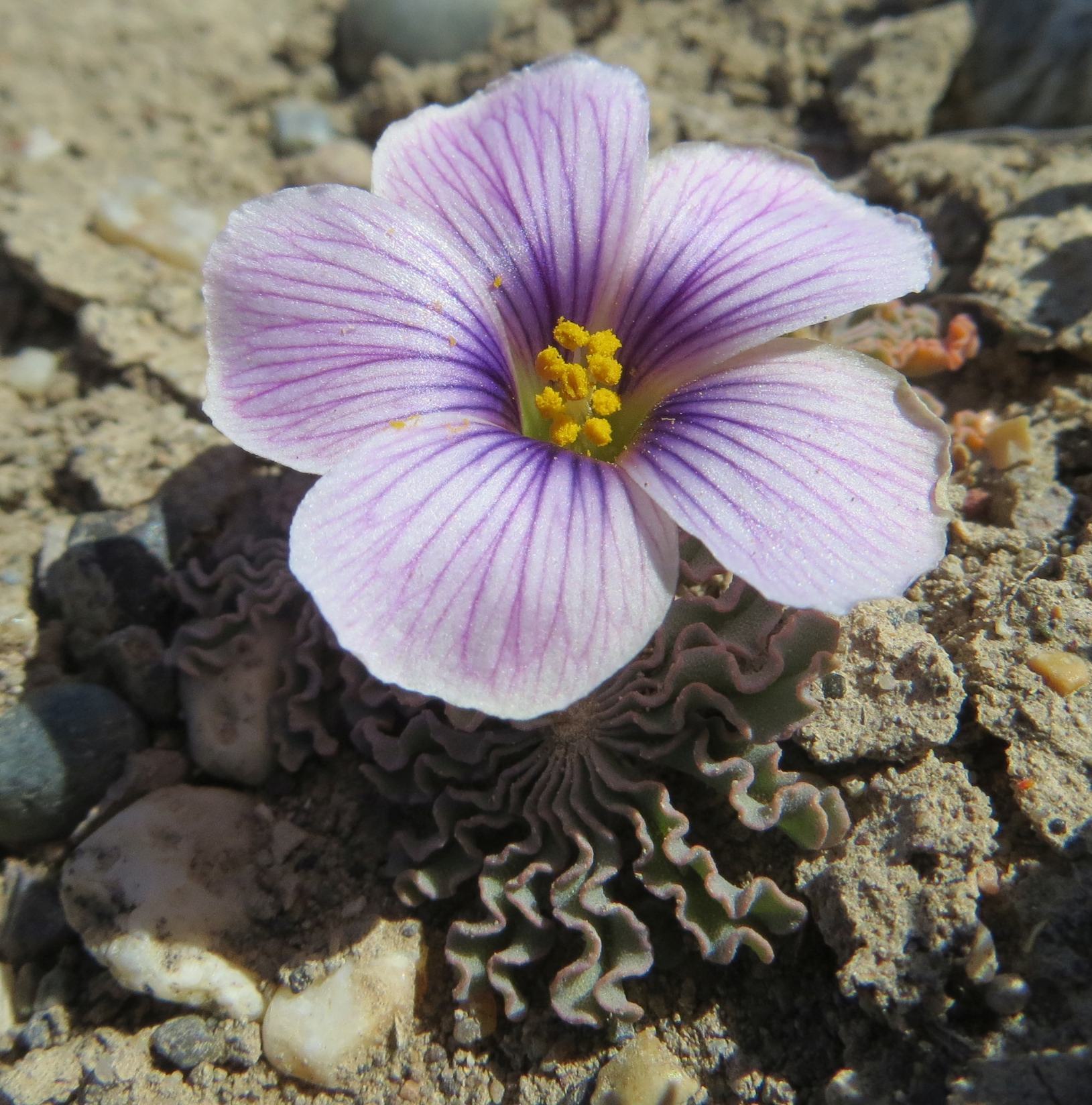 Oxalis