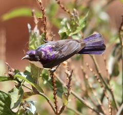 Anthreptes orientalis