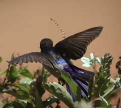 Anthreptes orientalis