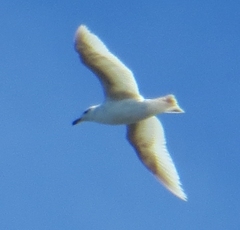 Larus dominicanus