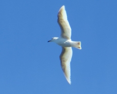 Larus dominicanus