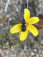 Acmaeodera flavosticta