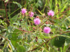 Mimosa foliolosa