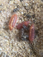 Androniscus dentiger