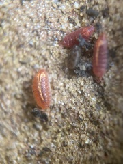 Androniscus dentiger