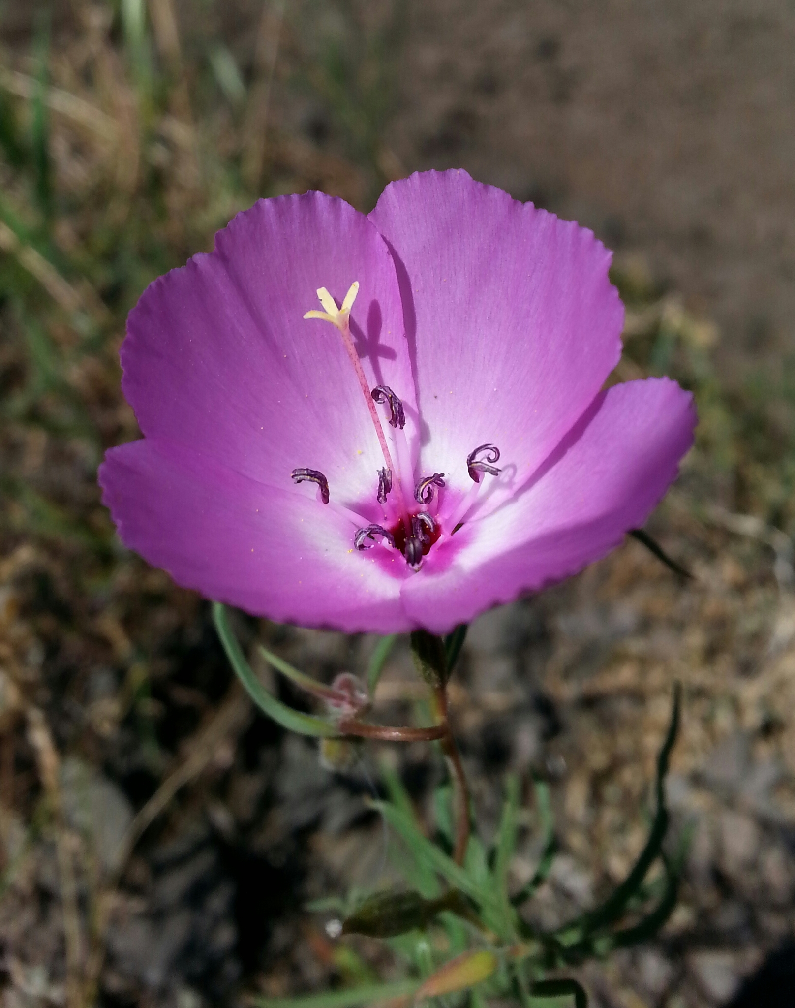 Clarkia arcuata
