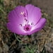 Glandular Clarkia - Photo (c) David Greenberger, some rights reserved (CC BY-NC-ND), uploaded by David Greenberger