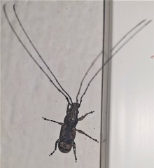 Decataphanes pictus