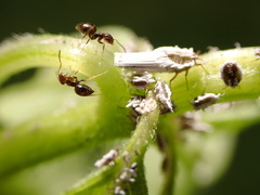 Brachymyrmex